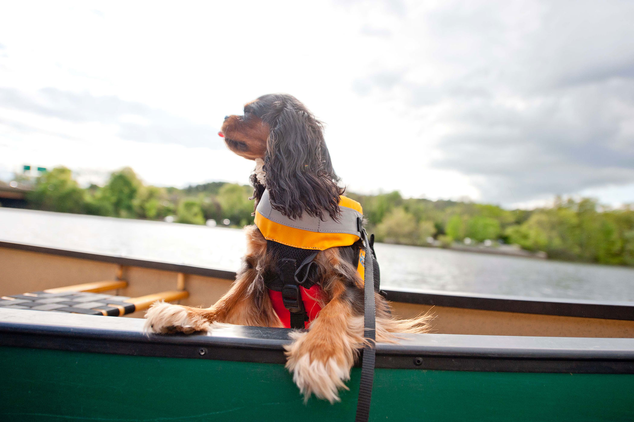 A puppy wears a life jacket and enjoys her ride on a canoe. 