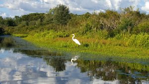 photo by Micahsel Nir, Charles River Heron